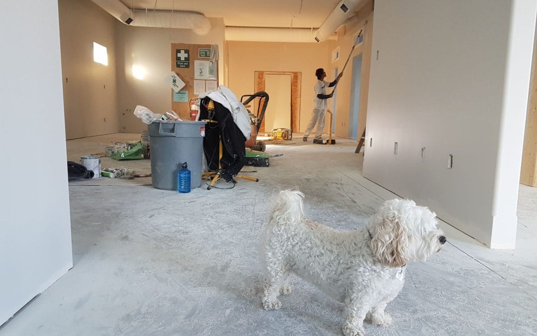 Home Theater vs. Home Gym: Basement Transformation Options